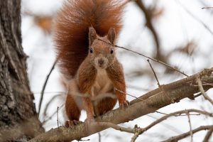 Physik am Himmel – Eichhörnchen mit Überblick